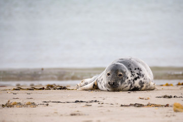 Young baby atlantic Grey Seal
