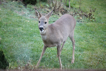 roe deer