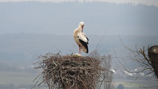 Weissstorch, Paar auf Nest br&uuml;tet und Gefiederpflege