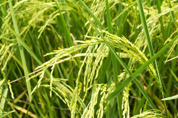 Fototapeta na wymiar ear of paddy in rice field 
