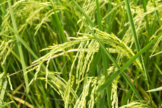 ear of paddy in rice field 