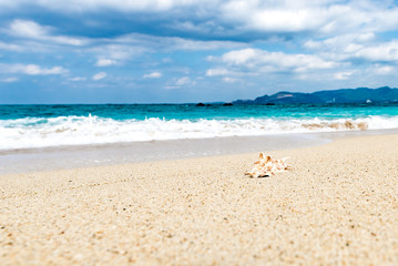 Obraz premium Shellfish, shells, beach, sea, landscape. Okinawa, Japan, Asia.