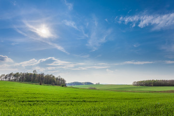 Obraz premium Green field of spring grass and blue sky