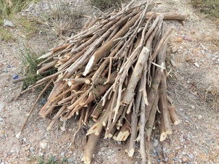 deforested cut tree wood in garden