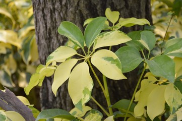 close up Umbrella tree in nature garden - schefflera arboricola