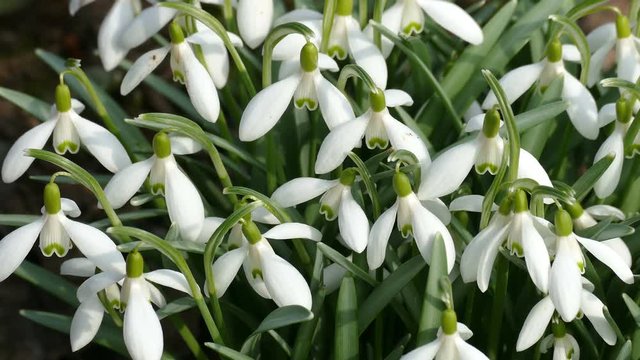 White Spring Flowers.