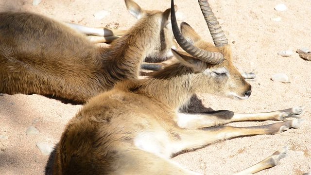 cobo lichi resting - red Lechwe - kobus leche