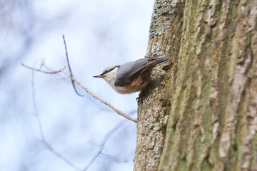 Nuthatch sitting on a tree trunk.