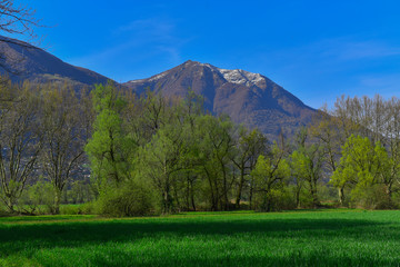 Prato con alberi e montagna