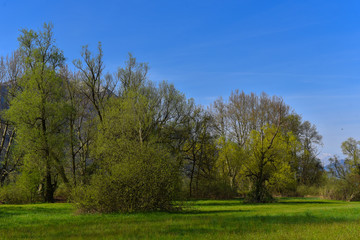 Fototapeta na wymiar Prato in primavera con vista alberi