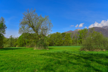 Prato in primavera con vista alberi