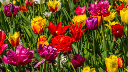 Beautiful tulips in the spring. Bright colors of natural flowers