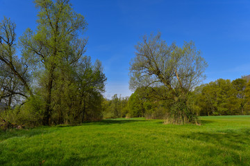 Fototapeta na wymiar Prato in primavera con vista alberi