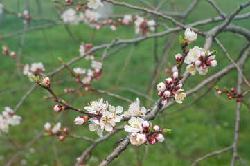 Apricot branches with blossom in spring on green grass background