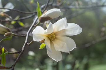 Obraz premium Magnolia flower in the garden in springtime. Magnolia blooming twig with big flowers and buds. Closeup
