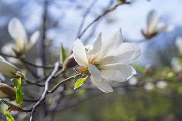 Magnolia flower in the garden in springtime. Magnolia blooming twig with big flowers and buds. Closeup