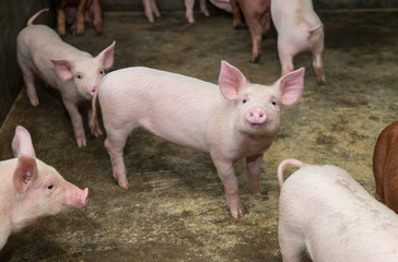 Fototapeta na wymiar piglets at farm