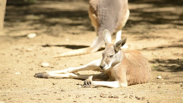 red kangaroo - macropus rufus