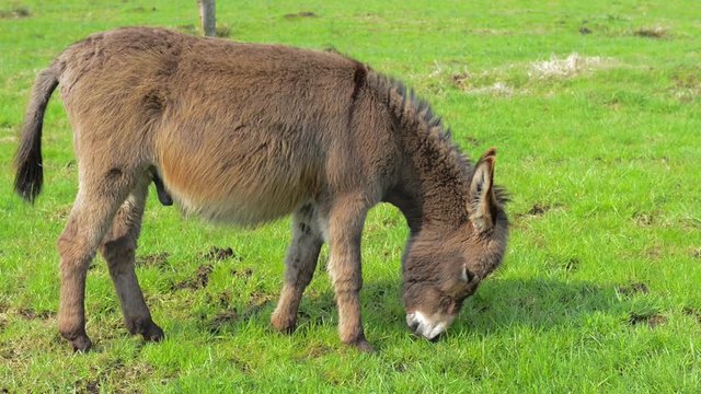 Donkey eating green grass