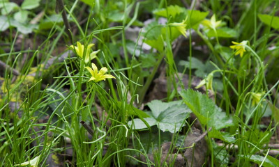 Flowers Gagea lutea (Star-of-Bethlehem)