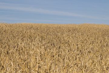 Wheat field at sunny day