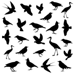 birds image
