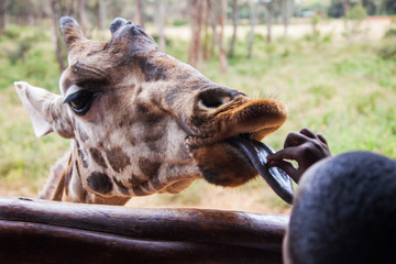 Obraz premium Giraffes in the AFEW Giraffe Centre, Nairobi, Kenya