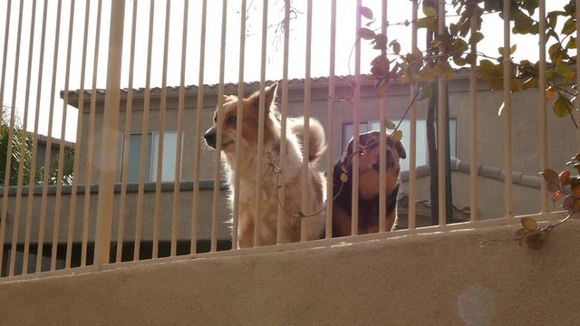 Dogs barking from behind a fence