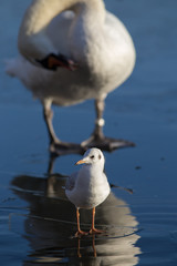 Höckerschwan