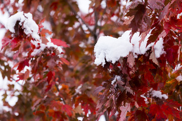 freshly fallen snow on fall foliage