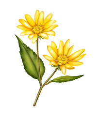 Jerusalem artichoke flower painting