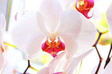 White Orchid`s Flowers