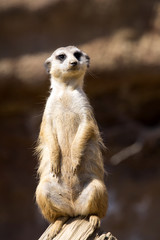 Meerkat, Suricata suricatta, female guard