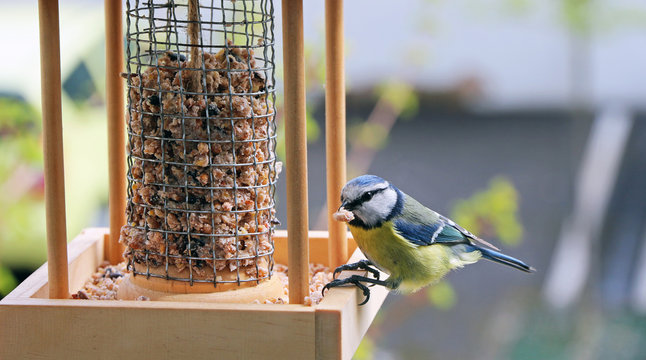 m&eacute;sange charbonni&egrave;re sur une mangeoire
