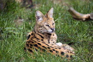 Serval,  Leptailurus serval  lying in the grass