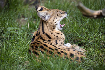 Naklejka na ściany i meble Serval yawning, Leptailurus serval