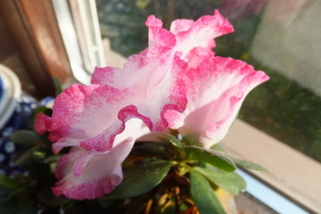 Azalee mehrfarbig-nahaufnahme