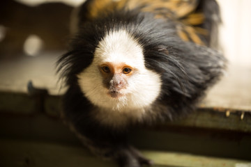 White-headed marmoset, Callithrix geoffroyi, watching nearby