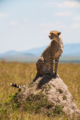 Cheetah in the middle of the savannah, Kenya, Africa