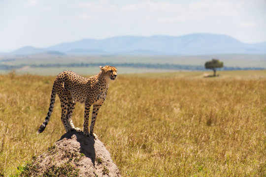 Cheetah in the middle of the savannah, Kenya, Africa