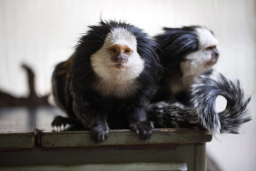 White-headed marmoset, Callithrix geoffroyi, watching nearby