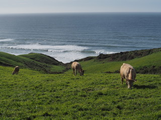 Vista de tres vacas pastando en el c&eacute;sped verde de los acantilados con el fondo del mar en un horizonte definido azul, viajando por Santander en Espa&ntilde;a, primavera de 2016.