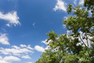Blue sky with clouds and green leaves on trees. Spring, summer n