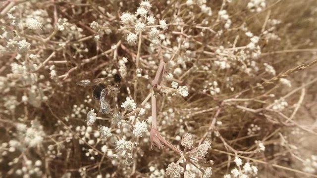 Small Bee Collecting Pollen From Flower in Grass