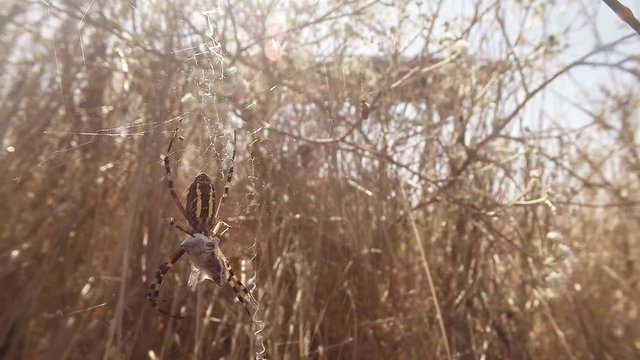 Spider Sits on a Spider Web in the Long Grass