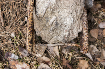 rusty rebar in the broken concrete