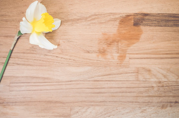 daffodil yellow blossom on a wood surface