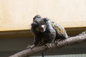 Rare Black-tufted marmoset Callithrix penicillata, female with young