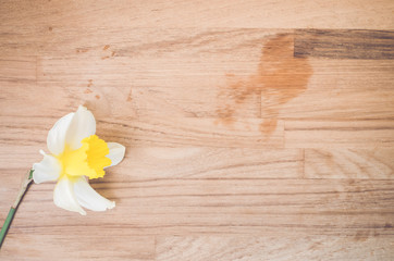 daffodil yellow blossom on a wood surface