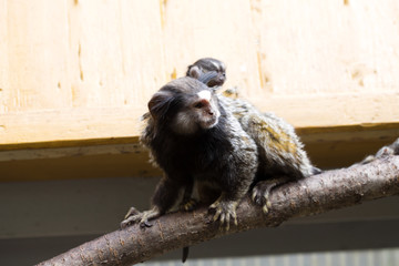 Rare Black-tufted marmoset Callithrix penicillata, female with young